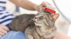 Barvikha hotel & spa barvikha hotel & spa. Pet Grooming The Do S And Don Ts