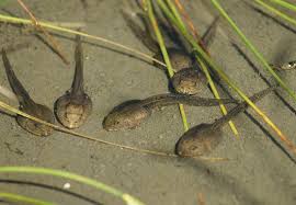 File Kaulquappen Tadpole 3 Jpg Kaulquappen Amphibien Frosch