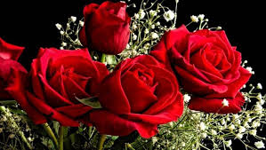 HU) Valentin-napi rózsák Kenyából | Trademagazin