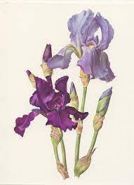 Purple Iris Flower Wall Decor 1964 Vintage Botanical Art Mauve Iris Flower Wall Decor Shabby Chic Botanical Art Iris Flowers Flower Wall Art