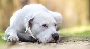 The right dog for you depends on what you're looking for in a companion, as well as the dog's needs. White Dog Breeds 31 Big Small Pups With Short Or Fluffy Coats
