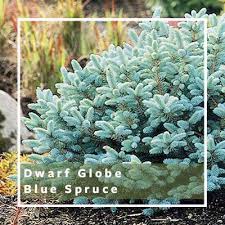 Apr 02, 2021 · with flower stalks removed, the plants are every bit as attractive as any ornamental grass. Dwarf Shrubs For Small Spaces