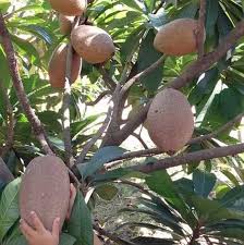 Kelebihan pertama dari jual bibit tanam ini adalah memiliki kualitas yang terjamin. Pusat Bibit Buah Unggul Kota Batu Malang Posts Facebook