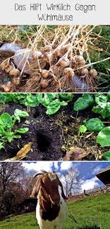 Wuhlmause Feldmause Erfolgreich Aus Dem Garten Vertreiben Bekampfen Garten Wuhlmaus Selbstversorgung Gartenplanungmitpool Gart In 2020 Garten Gallery Aquarium