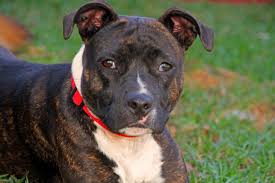 An am staff may have markings, such as a black, blue or white face mask, or tan or brindle points. Breed Of The Month Staffordshire Bull Terrier