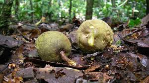 Image result for Magnistipula