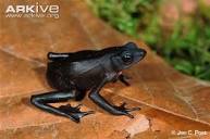 TOADSCHOOLED : Upper Amazon stubfoot toads, Atelopus seminiferus ...