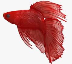 Smart Safe Zone 100 Best Ornamental Fish Photo Betta Fish 1 In 2020 Betta Fish Fish Cupang