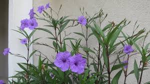 Maybe you would like to learn more about one of these? Can Someone Please Help Me Identify A Tall Plant That Has Purple Flowers T Flowers Forums