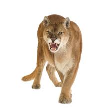 Puma Animal Png Buscar Con Google Mountain Lion Animals Puma Cat