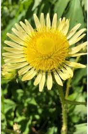 Image result for Berkheya radula