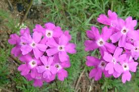 Image result for Verbena aristigera