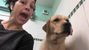 Aristomatte toeletta petshop