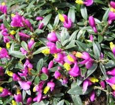 Image result for Polygala gazensis