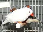 Reproduction des diamants mandarins Guide d achat en oiseaux