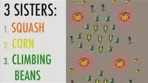 Check spelling or type a new query. Plant A Three Sisters Garden Corn Beans And Squash The Old Farmer S Almanac