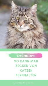 Zecken Von Katzen Fern Halten Katzen Zecken Zecke