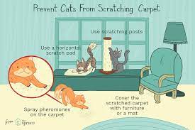 How To Stop Your Cat From Scratching The Carpet