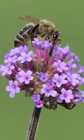 Maybe you would like to learn more about one of these? Best Flowers For Pots Flowersandflowerthings Amazing Flowers Bees Plants Bee