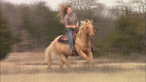 We did not find results for: Simon Gorgeous Palomino Quarter Horse Gelding Bombproof Seasoned Ranch Family Trail For Sale Youtube