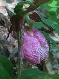 Pin By Rita On Orquidea Orchids Plants Flowers