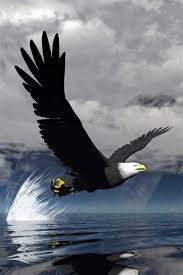 جميع المنح لطلبة الثانوية العامة دفعة 2020. 3d Wallpaper Hd Eagle Hd Eagle Backgrounds Pixelstalk Net Support Us By Sharing The Content Upvoting Wallpapers On The Page Or Sending Your Own Background Pictures Collettew Excess