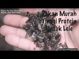 Apa sich lebihnya yurie bsf dengan budidaya maggot integrated farm cianjur modern download ebook : Budidaya Maggot Bsf Black Soldier Fly Untuk Pakan Lele By Trending Topik