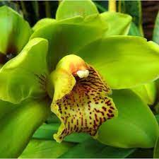 Pin By Joy Colleen Tilton On Orchids Beautiful Orchids Orchids Garden Orchid Plants