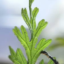 Image result for Crepidomanes