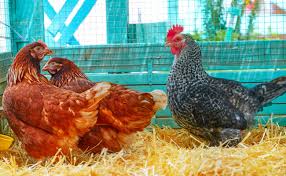 Empêcher les tuiles de s'envoler. Grillage A Poule Comment Le Choisir Pour Son Enclos