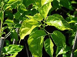 Image result for Buchnerodendron