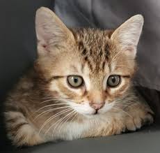 Pin By Silo On Chaton Trop Mignon Cute Cats Cute Cats And Dogs Cute Animals