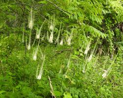 Image result for Faurea racemosa