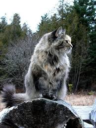Siberian cat shedding is natural, even though it might be a bit of a nuisance. Pin On Animals