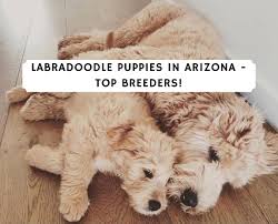 Deposit is $750 if they are born or $250 nonrefundable deposit when you join the wait list and $750 when they are born. Best Labradoodle Puppies In Arizona Top 5 Breeders 2021 We Love Doodles