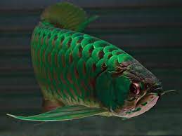 Green Arowana Ikan Akuarium Binatang Ikan