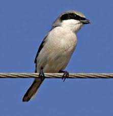 'birds are especially adept at living in prickly surroundings. Loggerhead Shrike Bird Gallery Houston Audubon