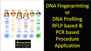 A labrador retriever breeder needs to determine if three male pups. Multiple Choice Questions On Dna Fingerprinting Or Dna Profiling