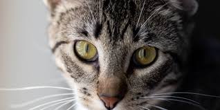 Panama just seems to attract the nicest and most adventurous people, like judy odom. Torre Argentina Cat Sanctuary Burger Abroad