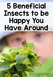 5 Beneficial Insects To Be Happy You Have Around