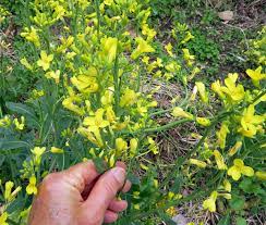 We need to be able to learn and understand how to cook using various ingredients so that we can still enjoy those foods that are familiar to us and not chastise them. Saving Collard Seed Happy Acres Blog