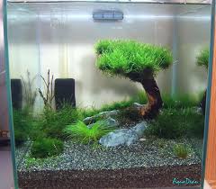 Dean S 1 Foot Cube Tank Page 2 Aquascape Freshwater Aquarium Aquarium Design