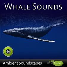 Whale Sounds On Mp3 Ambient Soundscape
