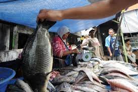Salah satu ikan beracun yang sering dilahap manusia adalah ikan perut gembung. Bolehkah Memasak Ikan Untuk Dikonsumsi Dalam Kondisi Hidup Republika Online