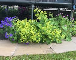 Image result for Alchemilla microbetula