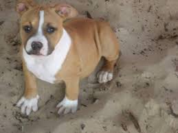 Schau dir angebote von ‪puppy puppies‬ auf ebay an. American Bully For Sale Michigan