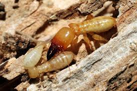 While a diy homeowner may feel confident in his pest control abilities, hiring a local exterminator or a local pest control company is very advantageous. Save Money On Pest Control By Hiring Professionals