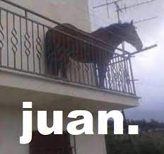Check spelling or type a new query. Juan The Horse Blank Template Imgflip
