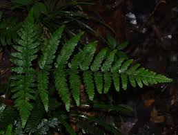 Image result for Triplophyllum