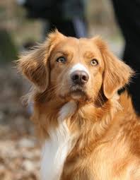 Nova scotia duck tolling retriever größe. Nova Scotia Duck Tolling Retriever Ausfuhrliche Rassebeschreibung Deutscher Retriever Club E V